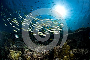 Reef and colored school of fish, Red Sea