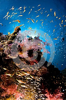 Reef and colored school of fish, Red Sea, Egypt