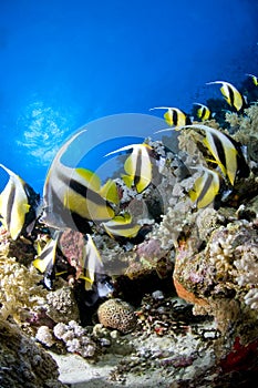 Reef and colored school of fish, Red Sea, Egypt