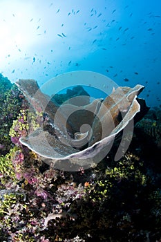 Reef, Colorful corals, Maldives