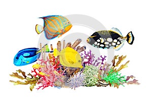 Reef with colorful corals and tropical fish- clown triggerfish, blue-ringed angelfish, blue and yellow tang and on a white