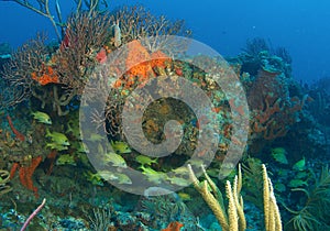 Reef Composition with fish aggregation