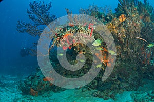 Reef Composition with Grunt Fish