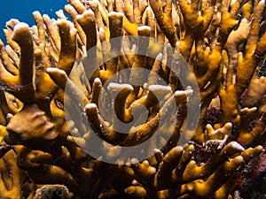 Reef coral Millepora nitida, endemic from Brasil