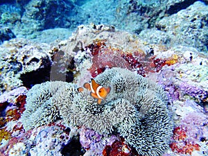 Reef coral Okinawa island sea Nemo clownfish