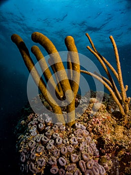 Reef coral Plexaurella fegia endemic from Brazil