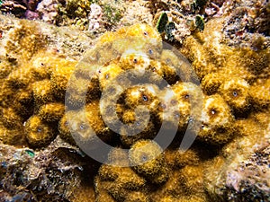 Reef coral Porites astreoides underwater Abrolhos