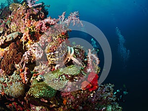 Reef coral and reef fish with seastar