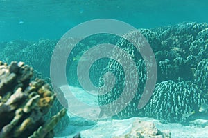 Reef and coral with swimming fish