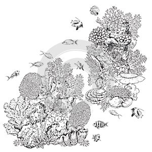 Reef Corals and Fishes