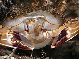 Reef Crab - Callinectes sp.