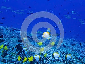 Reef crowded with tropical fish in Hawaii