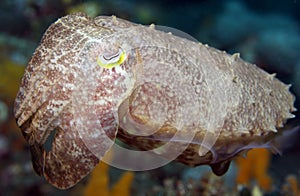 Reef cuttlefish