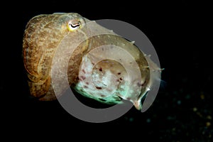 Reef cuttlefish