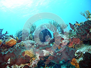 Reef diver