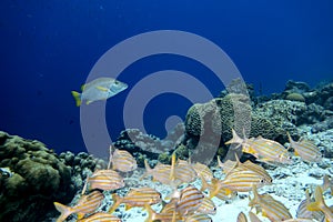 Reef fish