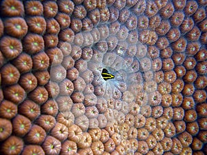 Reef fish (barber goby Elacatinus figaro) hiding o