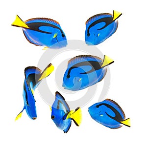 Reef fish, blue tang photo