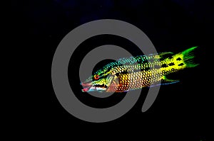 Reef fish, Cabo pulmo national park