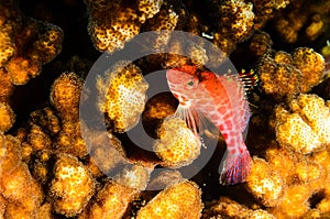 Reef fish, Cabo pulmo national park