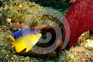 Reef fish, Cabo pulmo national park photo