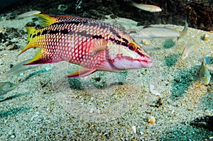 Reef fish, Cabo pulmo national park photo