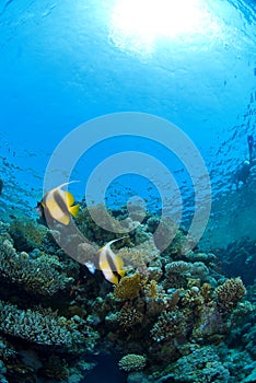 Reef fish on coral