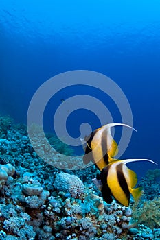 Reef fish on coral