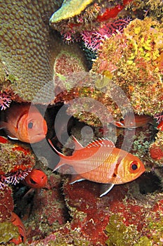 Reef Fish, Isla de la Juventud, Cuba photo