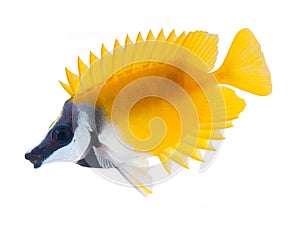 Reef fish, foxface tabbitfish, isolated on white b