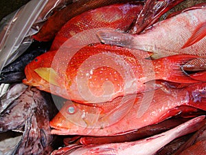 Reef fish fresly caught by artisanal Filipino fishermen