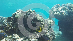 reef fish at honolua bay on maui