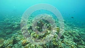 Reef fish on the liberty wreck at tulamben on bali