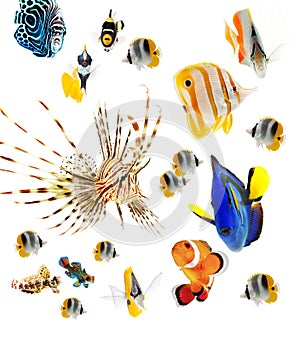 Reef fish, marine fish party isolated on whi