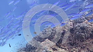 Reef fish runs between divers. underwater background