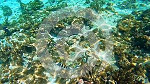 Reef fish swimming among the rock and coral reef in Cayman Islands