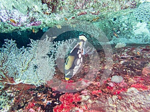 Reef fish, Titan Triggerfish
