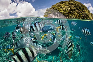 Reef Fish and Tropical Island