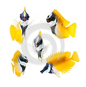 Reef fish, yellow fox face rabbitfish isolated on photo