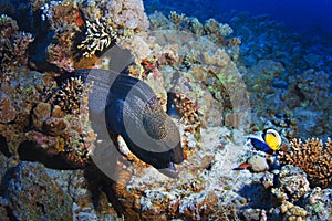 Reef with giant grey moray eel and fishes