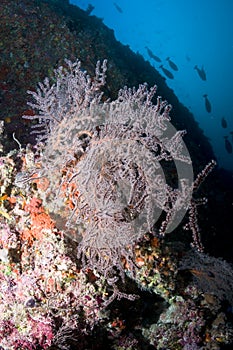 Reef, gorgonian and colored school of fish