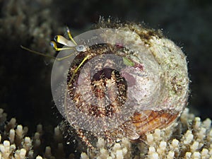 Reef hermit crab