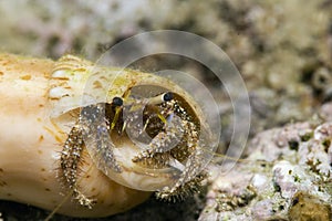 Reef hermit crab