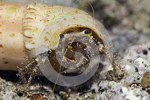 Reef hermit crab