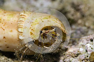 Reef hermit crab