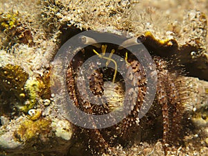 Reef Hermit Crab(Dardanus lagopodes) photo