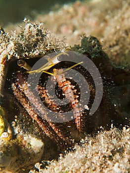 Reef Hermit Crab(Dardanus lagopodes)