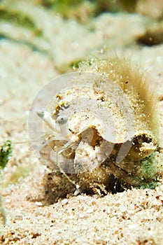 Reef Hermit Crab(Dardanus lagopodes) photo