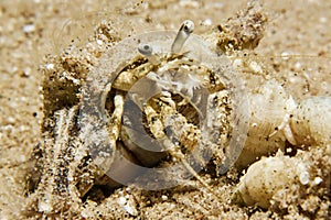 Reef Hermit Crab(Dardanus lagopodes)