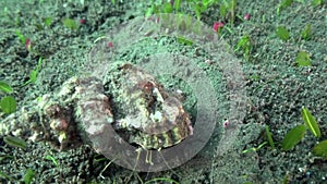 Reef hermit crab Dardanus lagopodes in the night on the sand in Zulu sea Dumaguete Ph